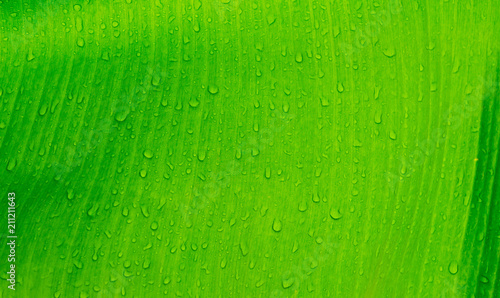 Green leaves natural background wallpaper, leaf texture, green leaves wall background