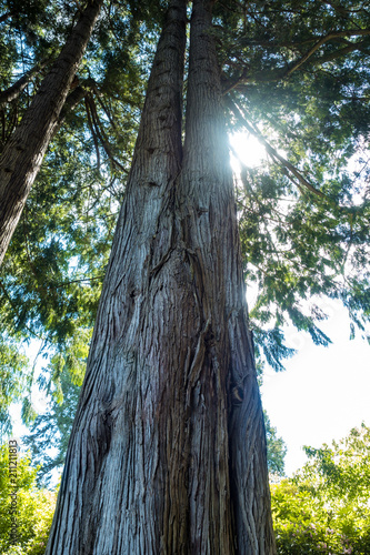 tall tree under the green foliage with sun shining through the branches
