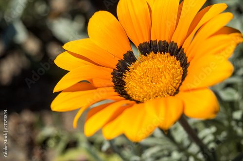 yellow daisy with black circle near the stamen under the sun