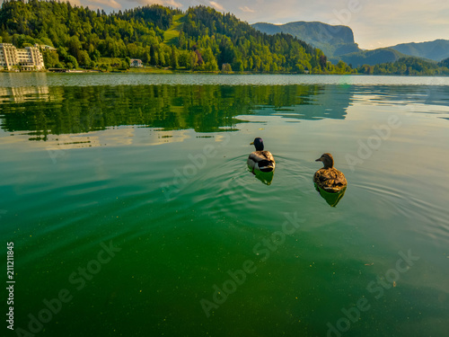 View of the lake of Bled in Slovenia with a Mallard duck swimming