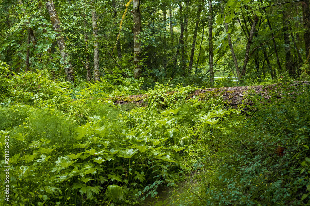 old forest with trees covered in green mosses and fallen trunk covered by grasses. old forest with trees covered in green mosses and fallen trunk covered by grasses.