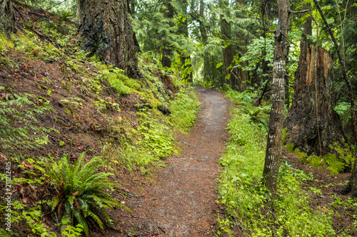 trail near the slope in the forest under the rain.