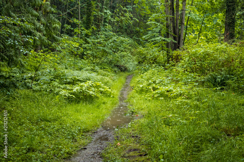 small and muddy path in the forest under the rain.