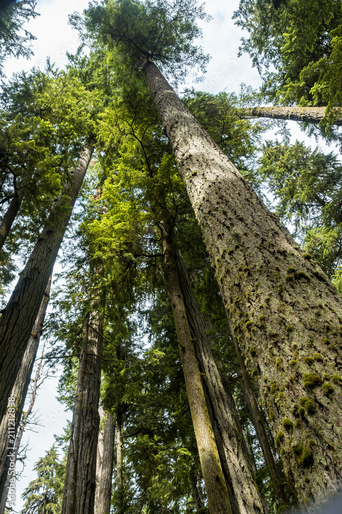 Fototapeta premium Towering giant trees in the forest