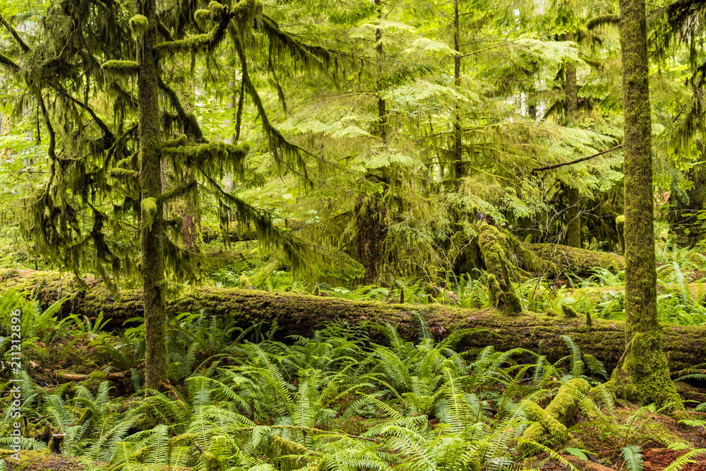 Fototapeta premium trees with moss covered trunk and lycan's beard plant wrapped branches