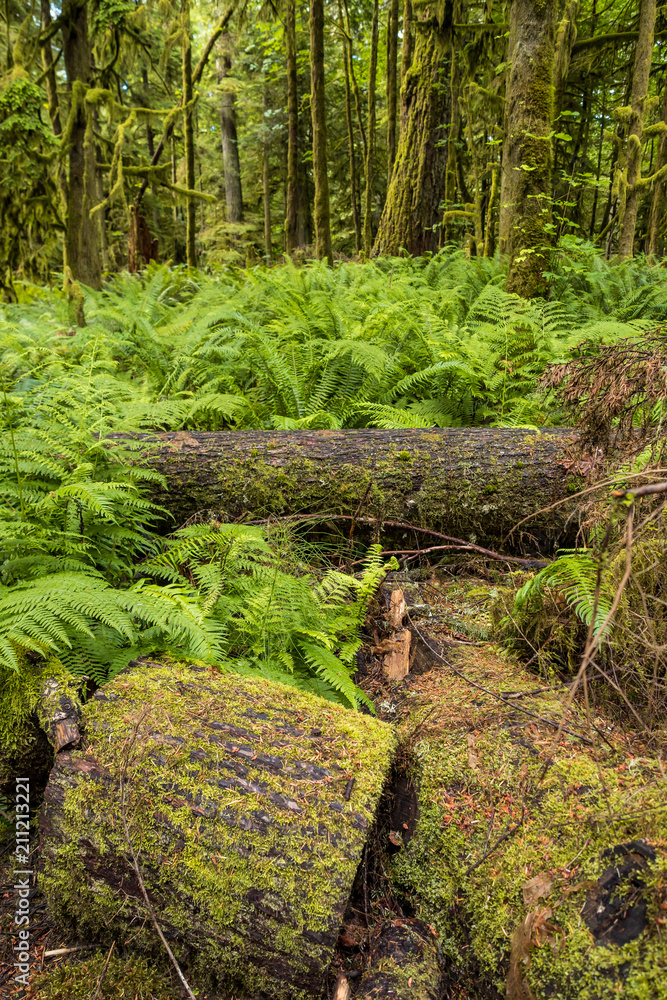 Fototapeta premium old forest covered with fern and tree trunks covered with green mosses