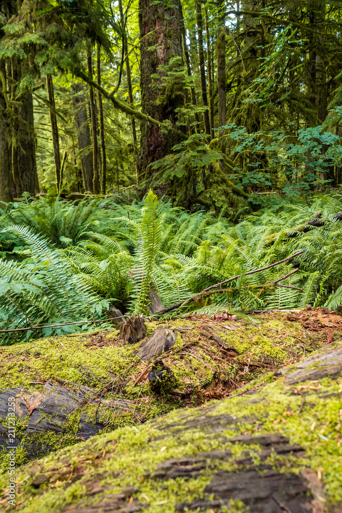big tree trunks covered with moss laying in front of fern field in the forest. big tree trunks covered with moss laying in front of fern field in the forest.
