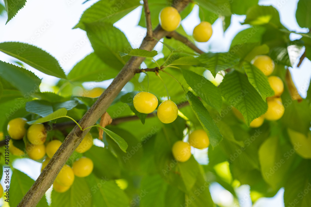 yellow cherries and leaves in the tree