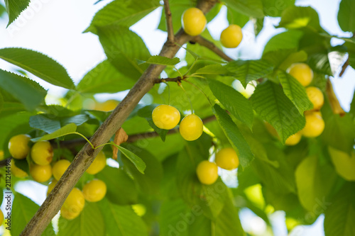 yellow cherries and leaves in the tree