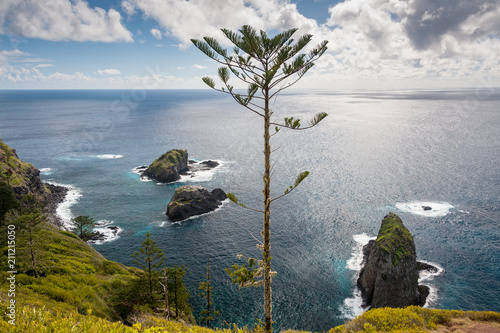 A struggling Norfolk Pine on the coast of Norfolk Island photo