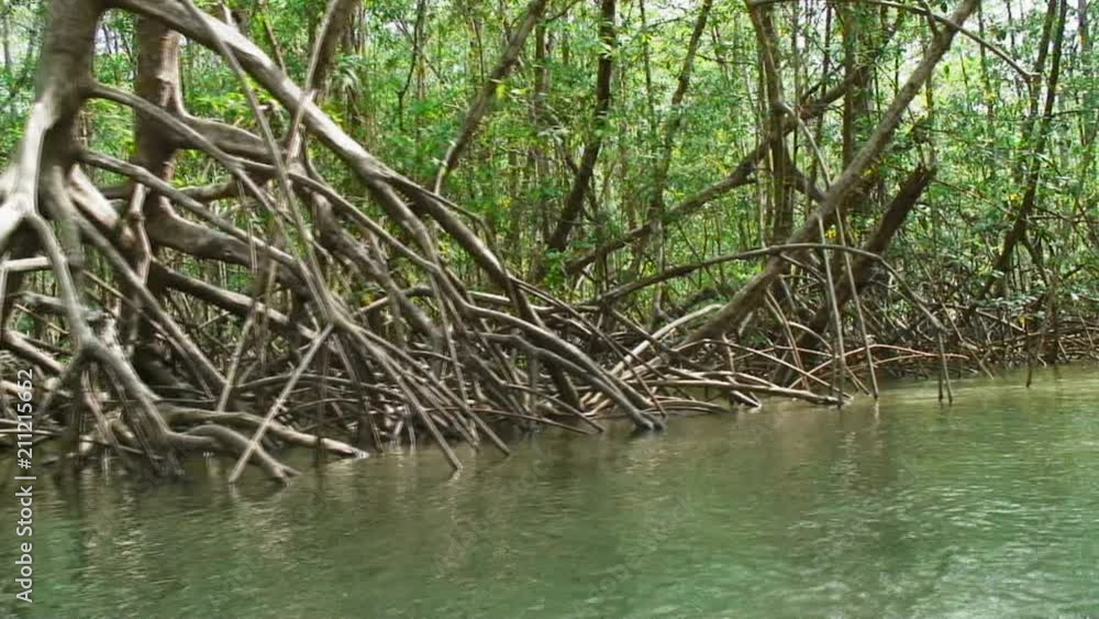 Close-Up View Of Rainforest Tree Roots In Uvita, Costa Rica Close-Up View Of Rainforest Tree Roots In Uvita, Costa Rica