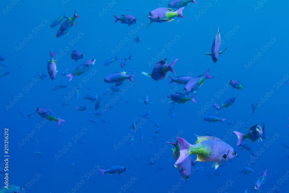 Obraz premium A school of blue chromis swimming around in the open water above a reef. These fish enjoy the warm water that is typical in the Caribbean Sea