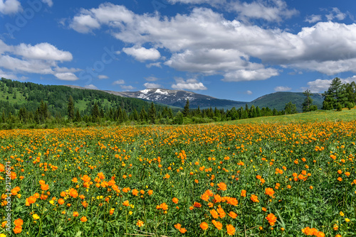 mountains meadow flowers orange summer