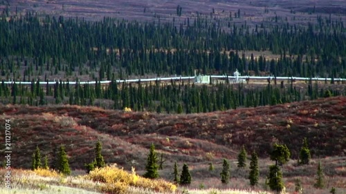 Oil Pipeline Through Evergreen Saplings photo