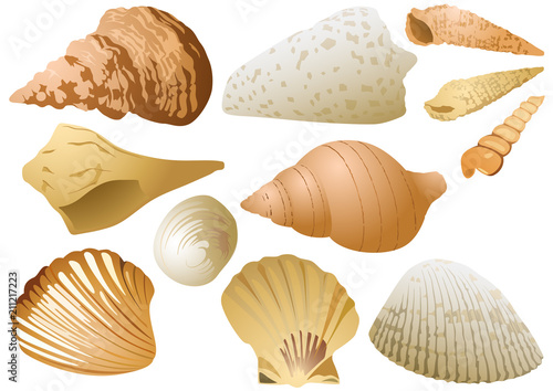 Isolated Seashell Set on White Background - Colored Illustration of Underwater Life, Vector