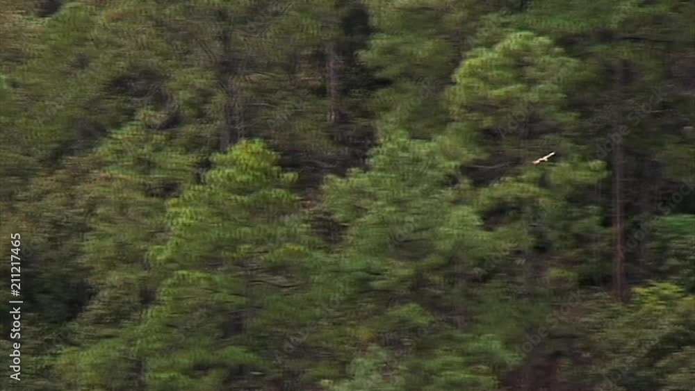 Pan/Zoom-Out: Hawk With Evergreen Backdrop, China Pan/Zoom-Out: Hawk With Evergreen Backdrop, China