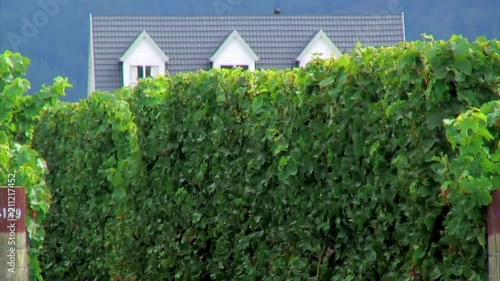 Thick Wall of Vines at a Vineyard photo