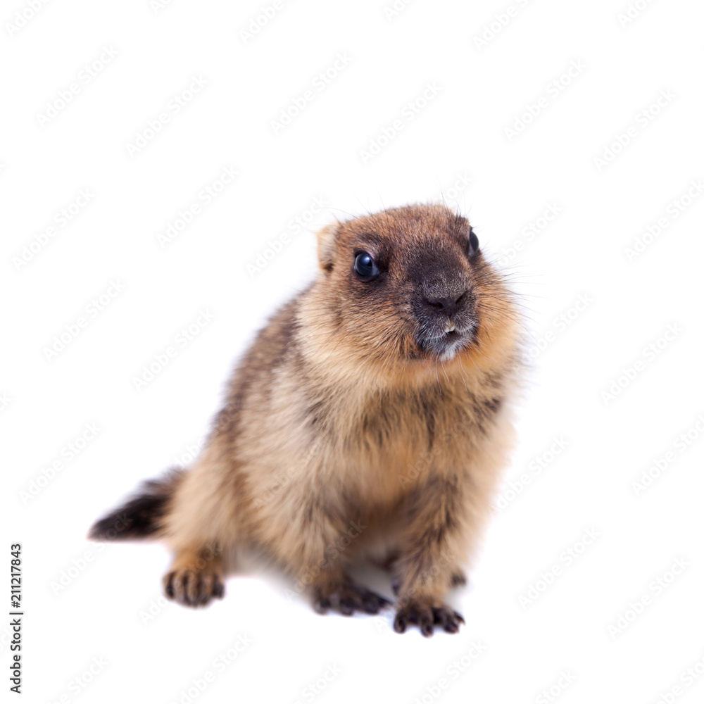 The bobak marmot cub on white The bobak marmot cub on white