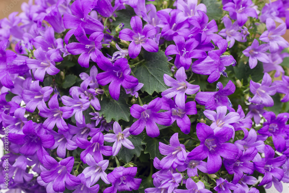 heliotropium violet flowers closeup heliotropium violet flowers closeup