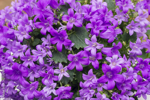 heliotropium violet flowers closeup