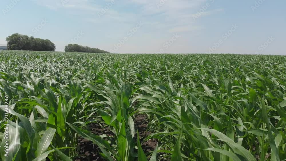Flying over green corn agriculture field 4K Flying over green corn agriculture field 4K