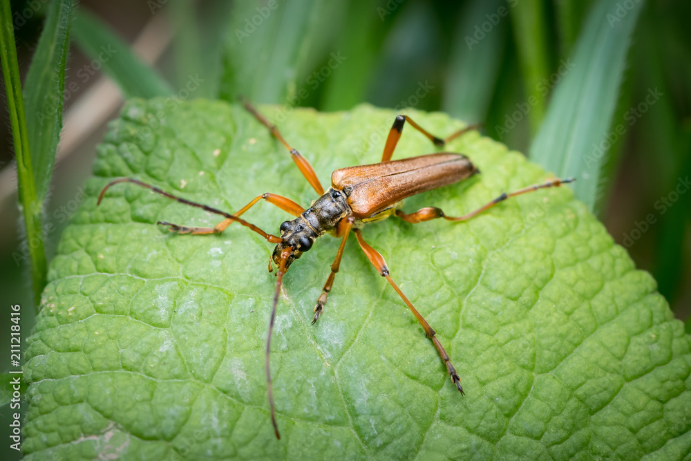 A brown longhorn beetle sitting on a green leaf A brown longhorn beetle sitting on a green leaf