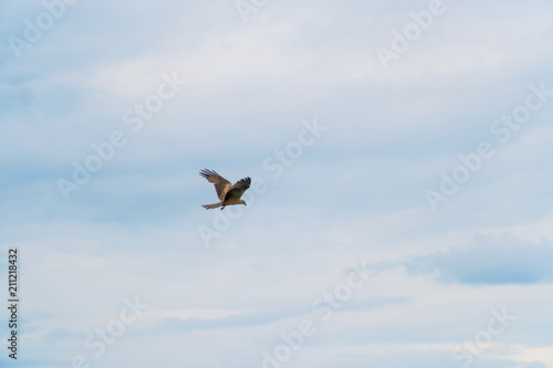 Bird of prey flying against cloudy sky