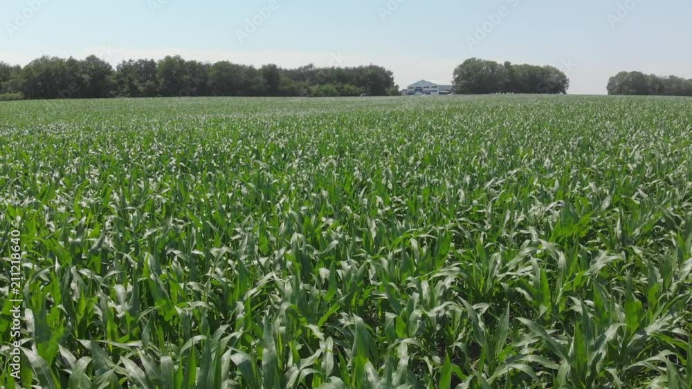 Flying over green corn agriculture field 4K Flying over green corn agriculture field 4K