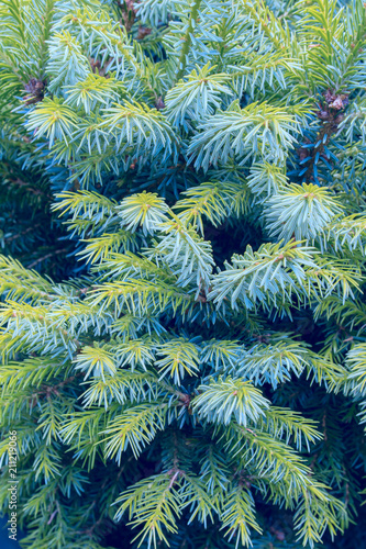 Background of Christmas tree branches for designers. Branches of conifer background. Background a texture tree branches for a Christmas card