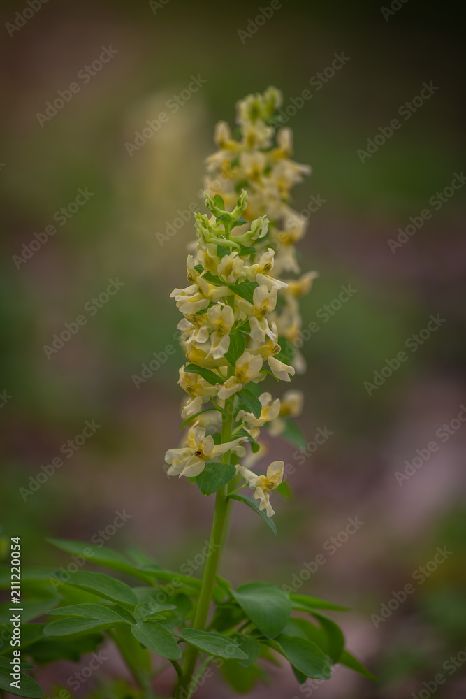 Natural spring background - Corydalis solida fumewort, hollowroot flowers in wild nature. Natural spring background - Corydalis solida fumewort, hollowroot flowers in wild nature.