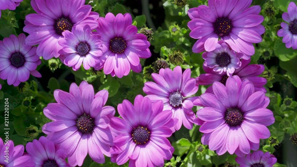 18395_Big_blossom_purple_flower_of_the_plant_in_the_garden.mp4 18395_Big_blossom_purple_flower_of_the_plant_in_the_garden.mp4