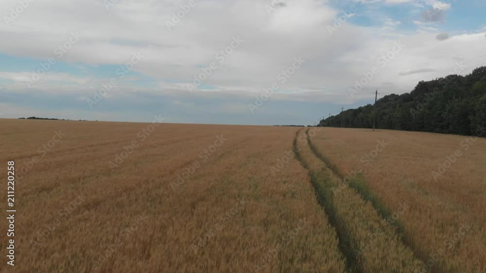 wheat field, shooting in motion. 4k wheat field, shooting in motion. 4k