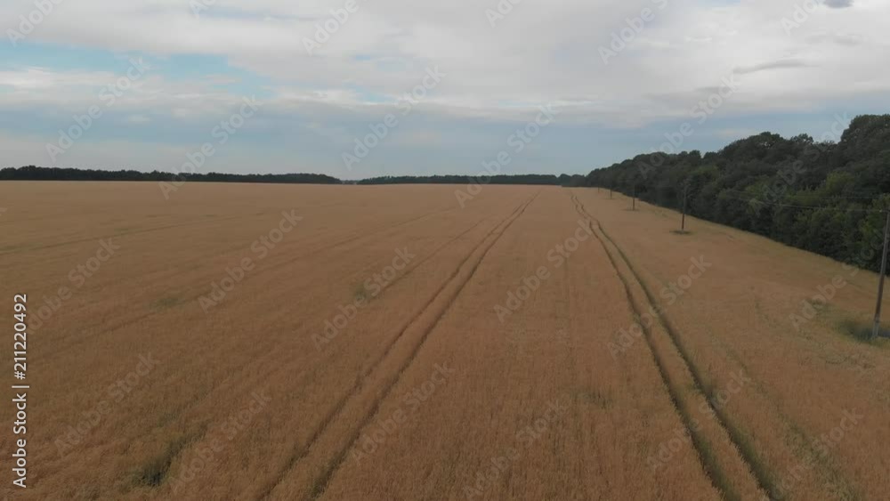 wheat field, shooting in motion. 4k wheat field, shooting in motion. 4k