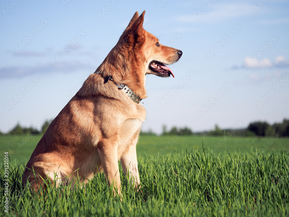 Big dog in the oat field. A portrait of the animal