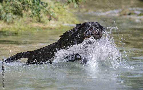 rottweiler in river © cynoclub