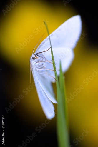 Common white wave moth, Cabera pusaria photo