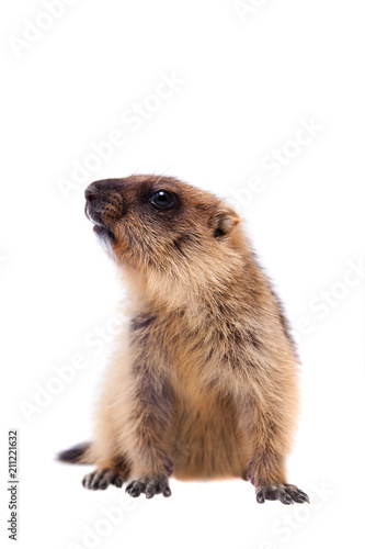 The bobak marmot cub on white © Farinoza