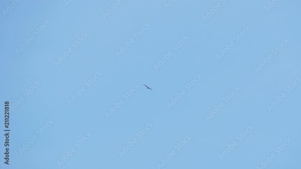 bird in slow motion bird in slow motion