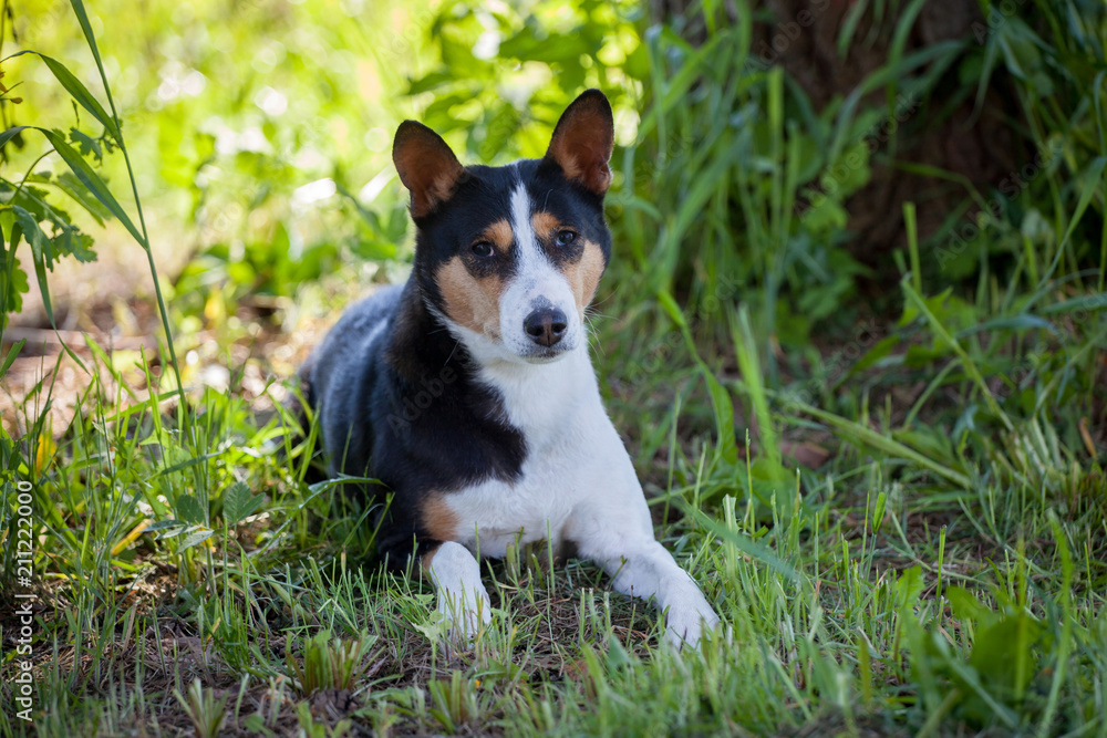 Basenji dog in summer garden