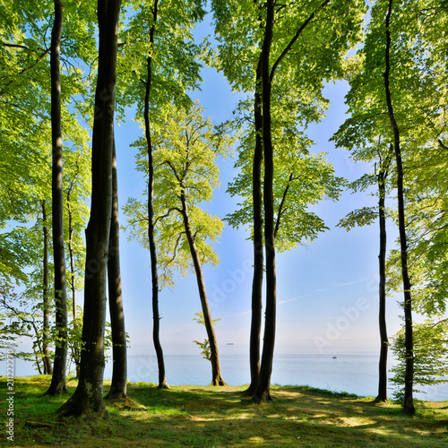 Coastal Forest of Beech Trees in Spring, view over the Baltic Sea, Rugen Island, Germany