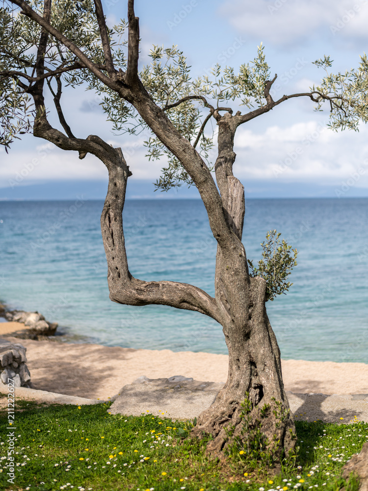 Young olive tree in front of mediterranean beach Young olive tree in front of mediterranean beach
