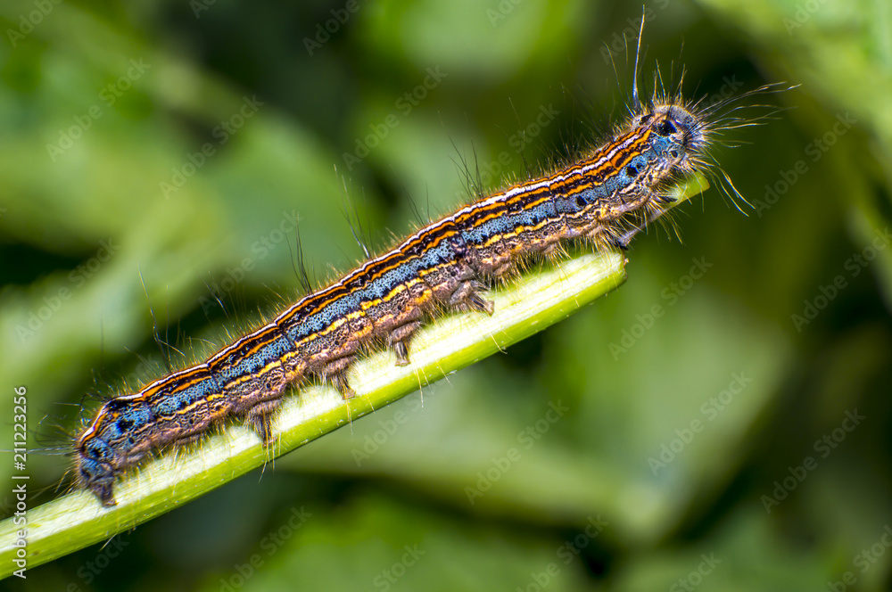 small colorful caterpillar on green leaf in blooming nature