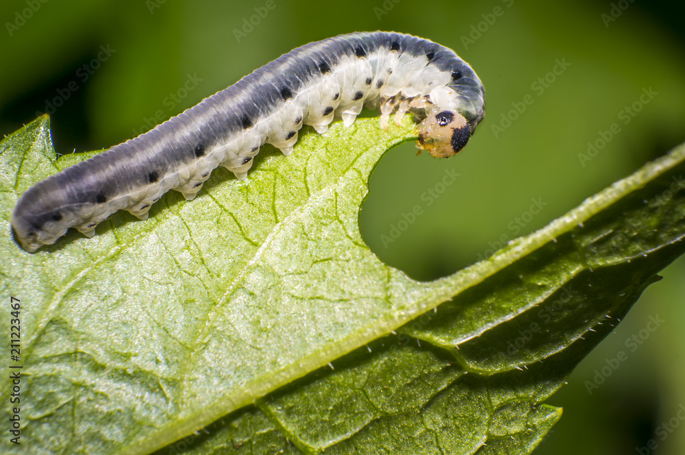 small colorful caterpillar on green leaf in blooming nature