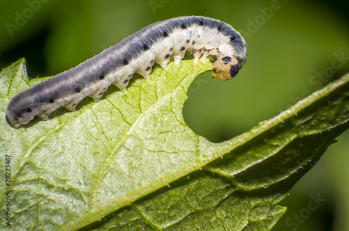 small colorful caterpillar on green leaf in blooming nature © Mario Plechaty