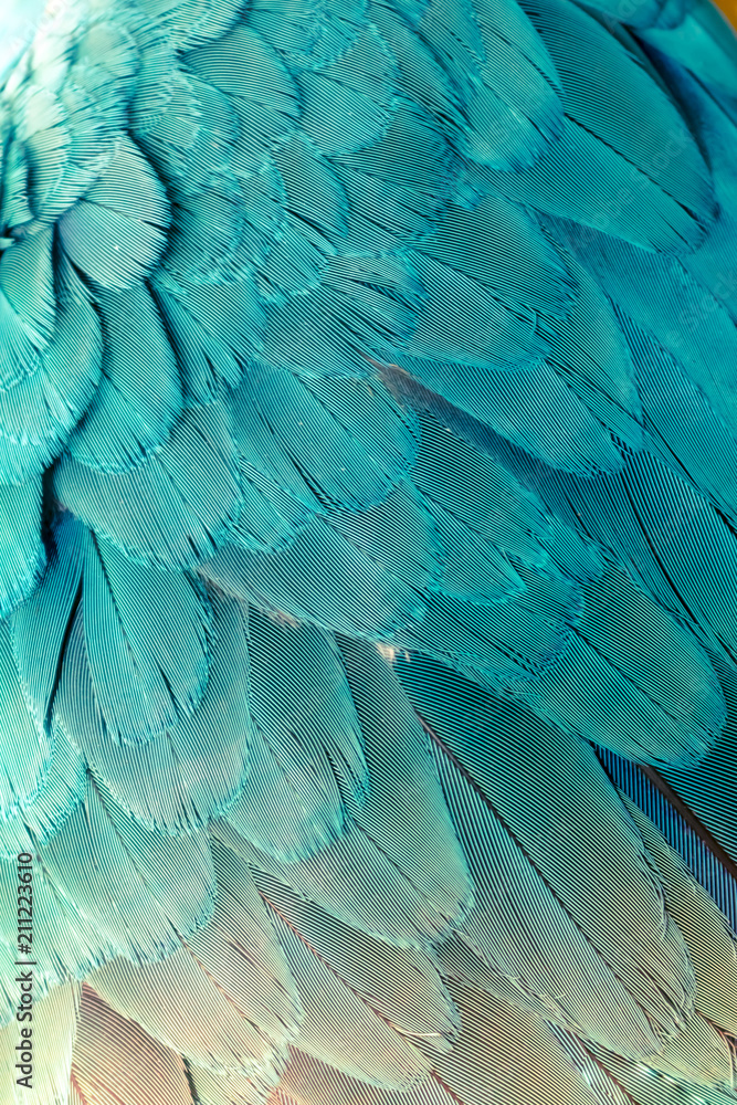 Obraz premium Beautiful of bird feather