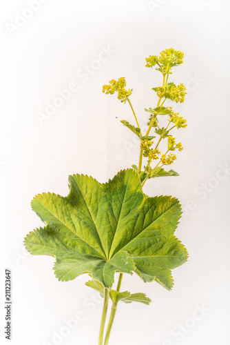 Lady's Mantle - Isolated Plant on White