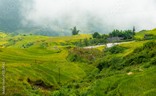 Terrace field in A Lu village, LaoCai province, Vietnam with the different type of seeds makes a beautiful colorful picture