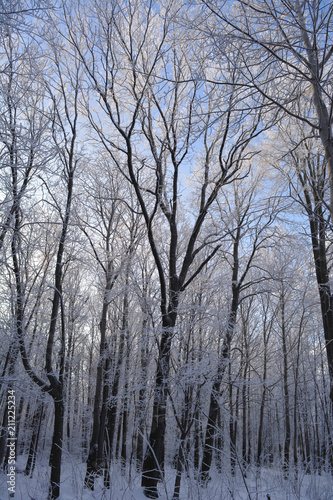 Winter in the forest. The trees are covered with hoarfrost. Magical wintry day. Christmas scenery.