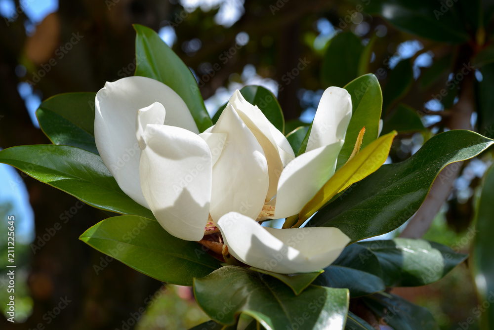 Fototapeta premium magnolia flower
