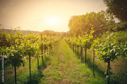 Viiew of vineyard with grapes